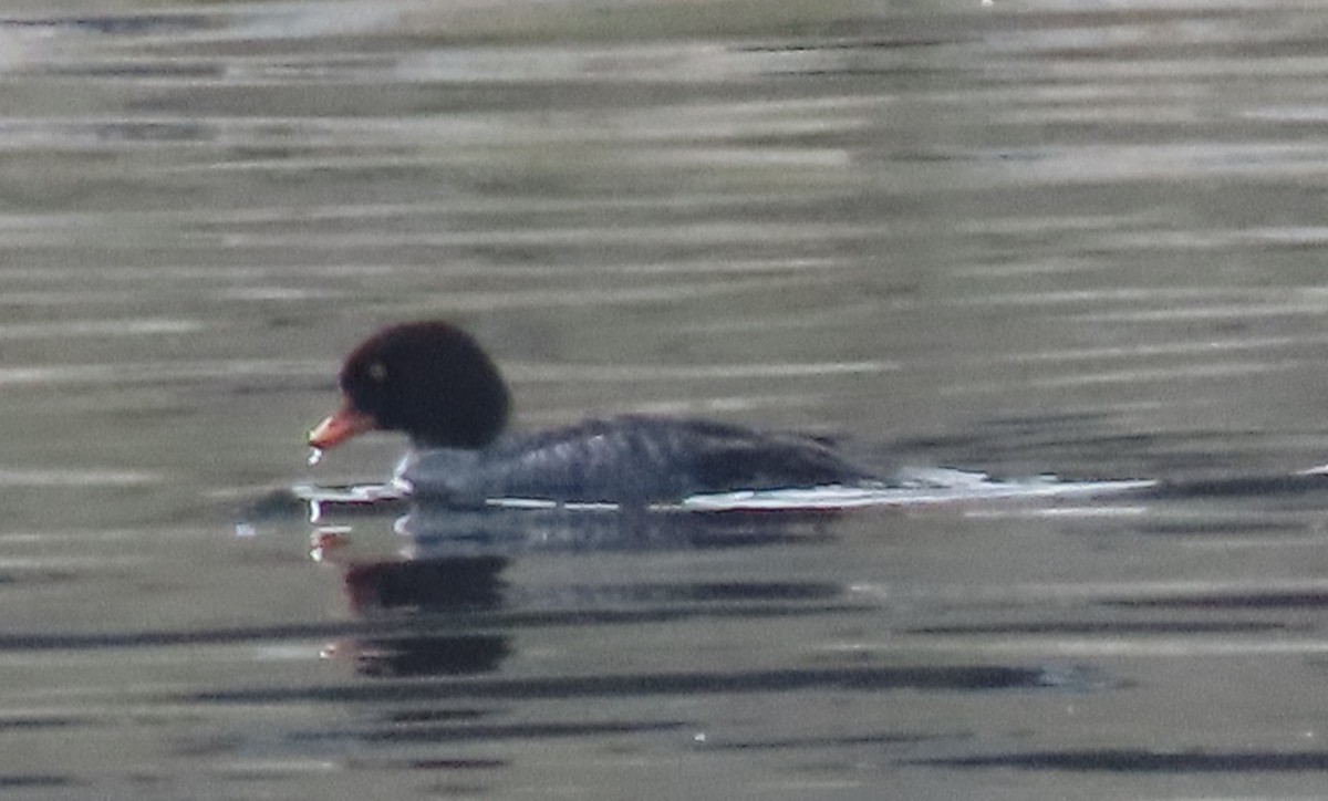 Barrow's Goldeneye - ML292539871