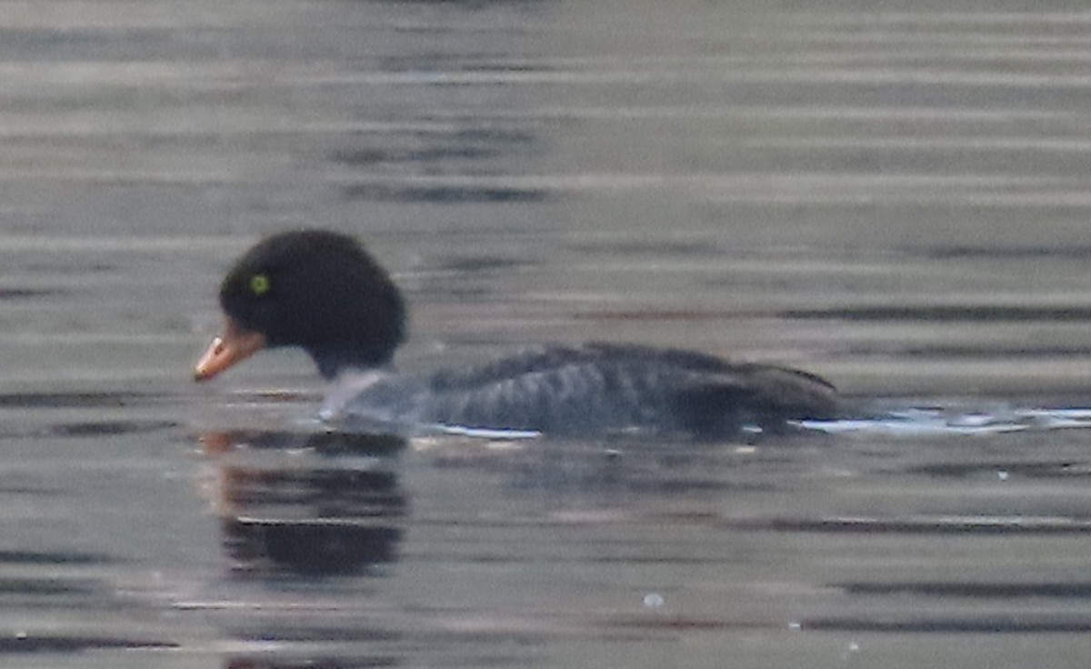 Barrow's Goldeneye - ML292539901
