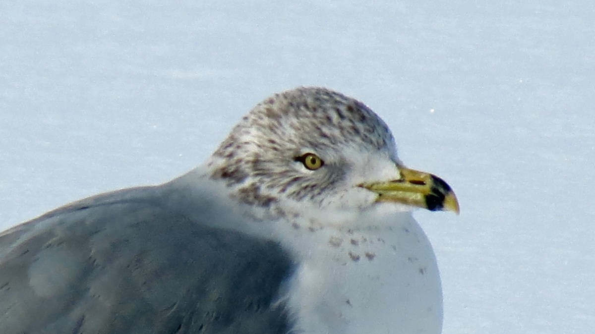 Gaviota de Delaware - ML292539981