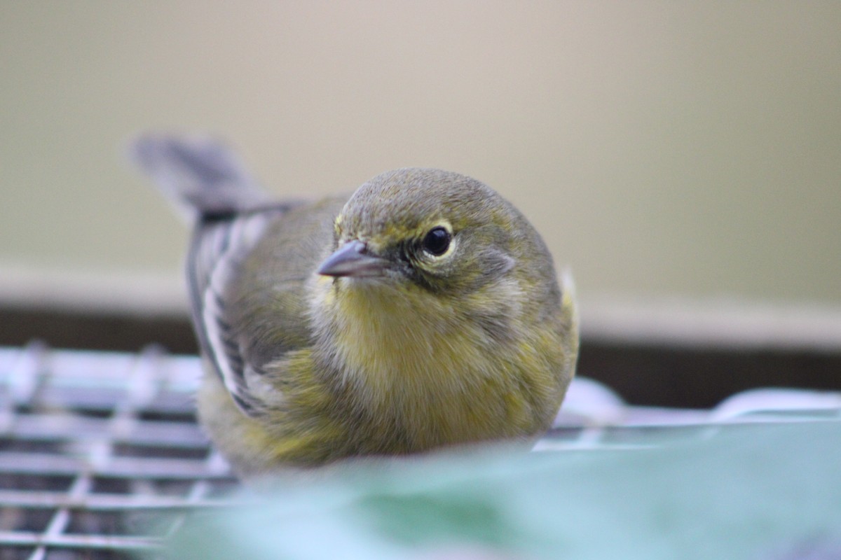 Pine Warbler - ML292541011