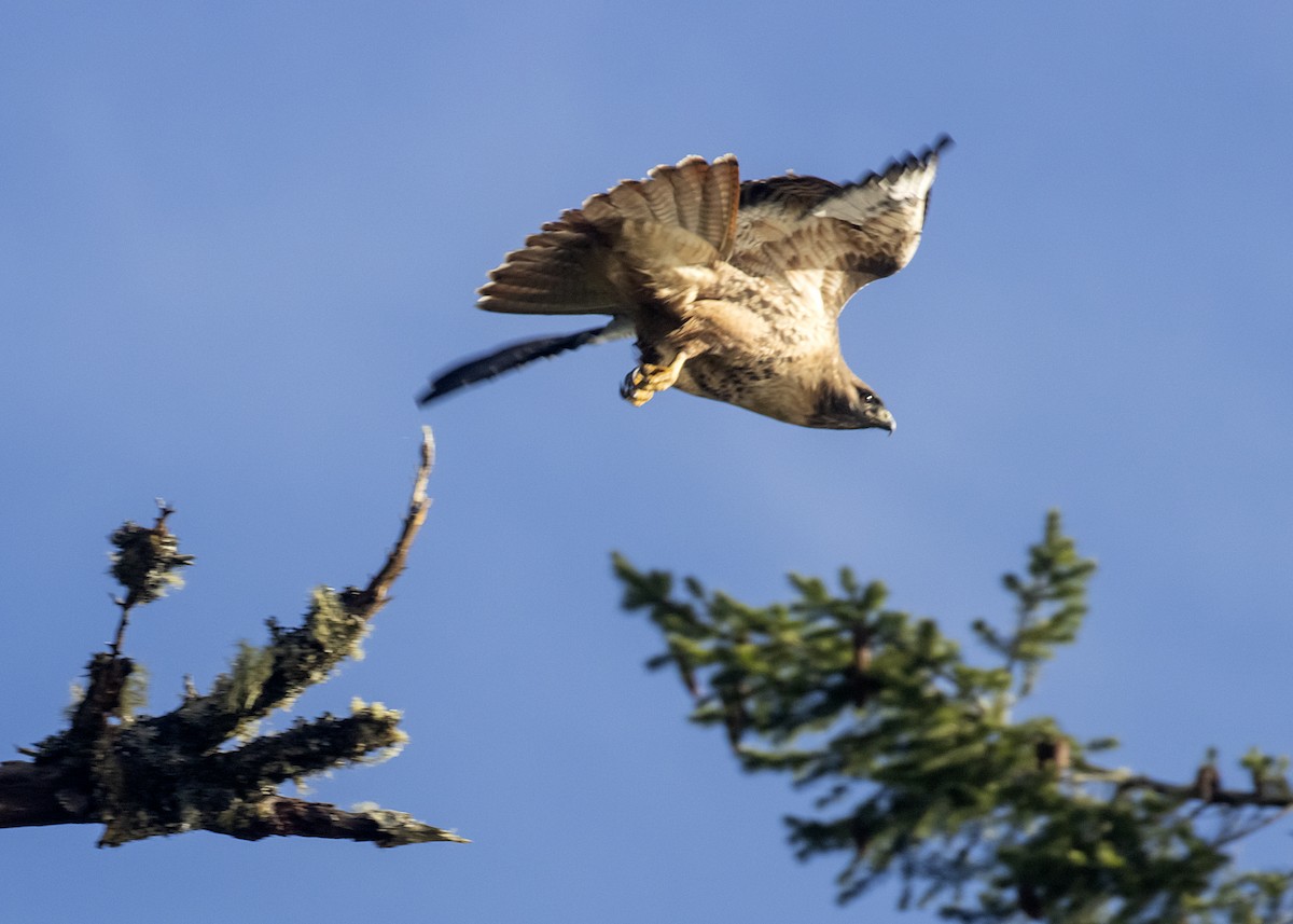 Red-tailed Hawk - ML292541381