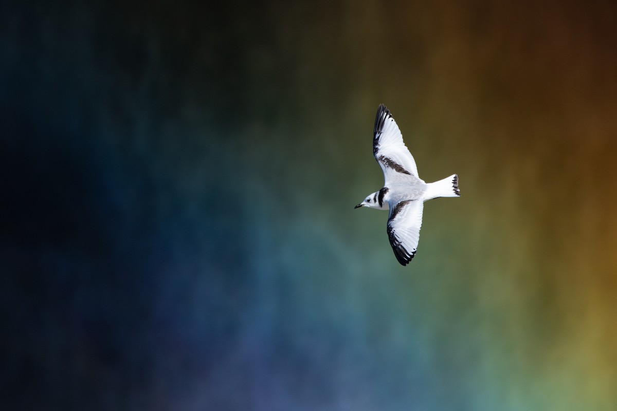 Black-legged Kittiwake - Michael Sandoz