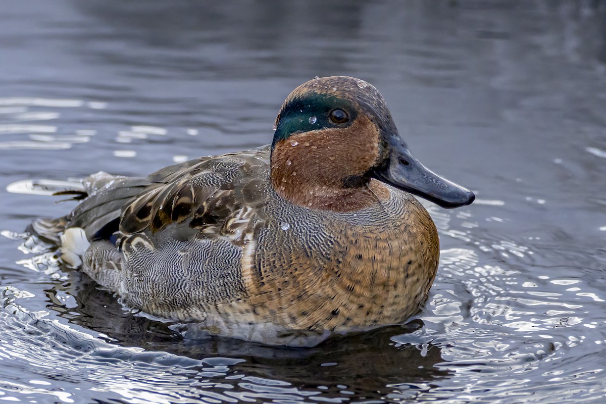 Green-winged Teal (American) - Brian Elder