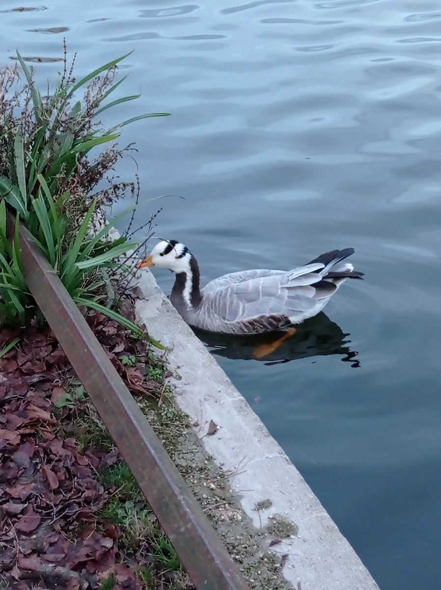 Bar-headed Goose - ML292545941