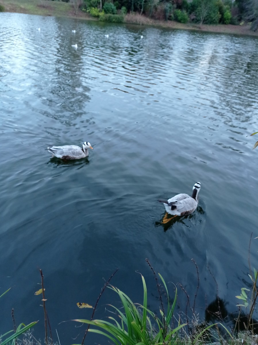 Bar-headed Goose - ML292545961