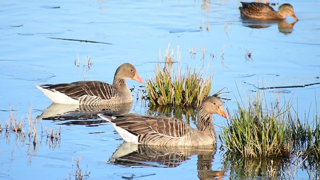 Graylag Goose - ML292546541