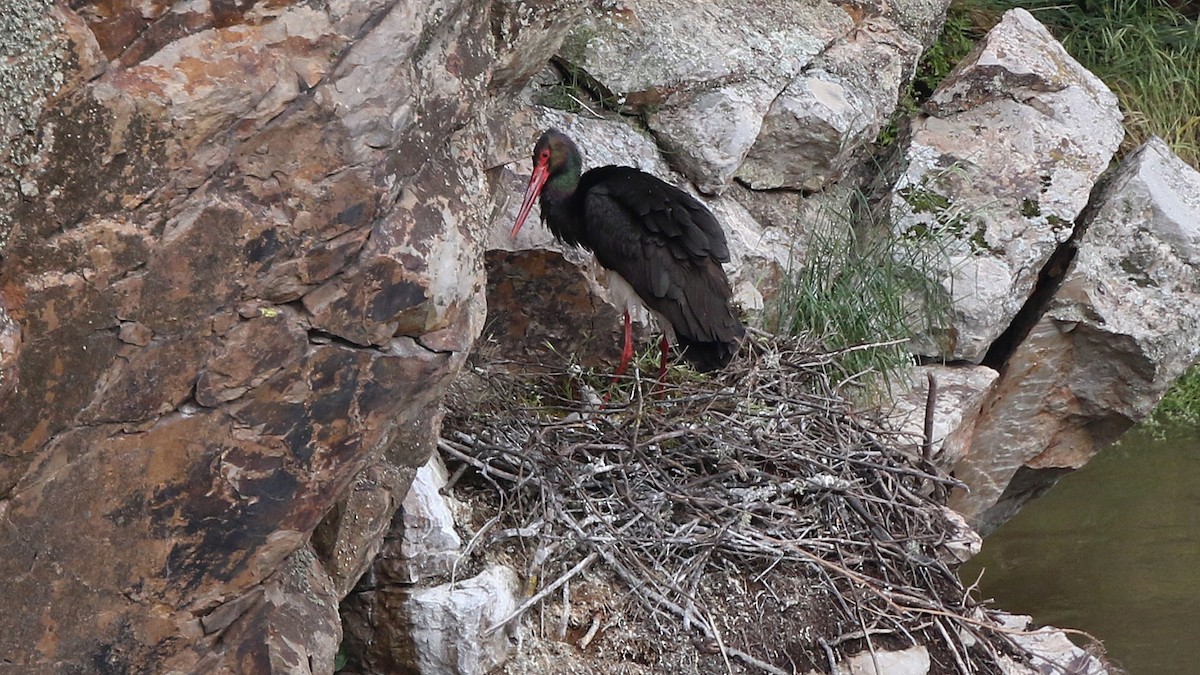 Black Stork - ML29254781