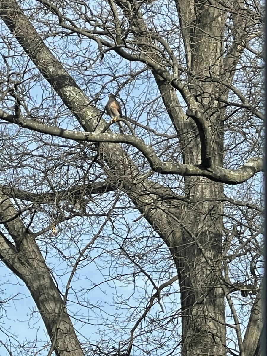 Sharp-shinned Hawk - ML292547921