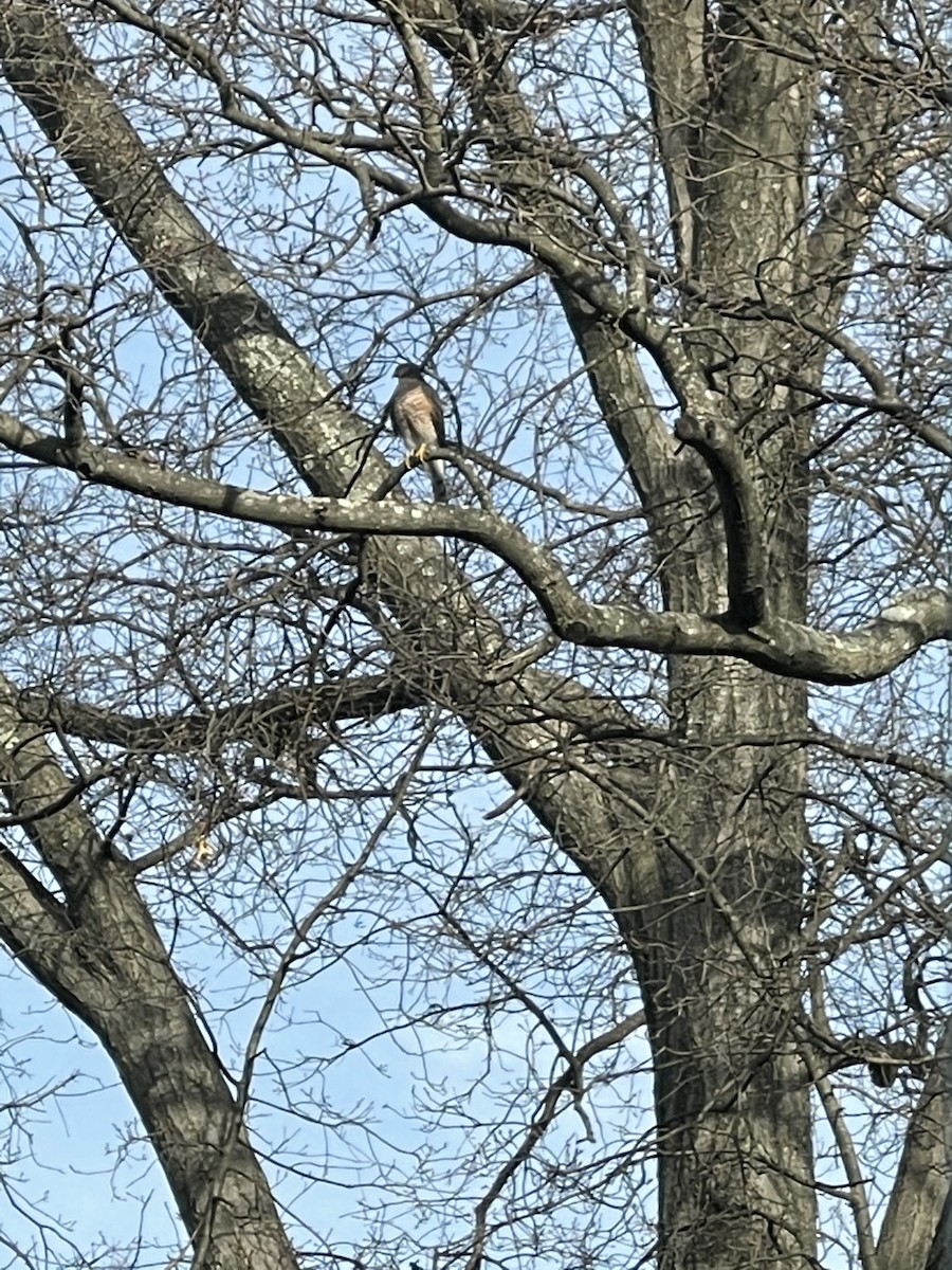 Sharp-shinned Hawk - ML292547931