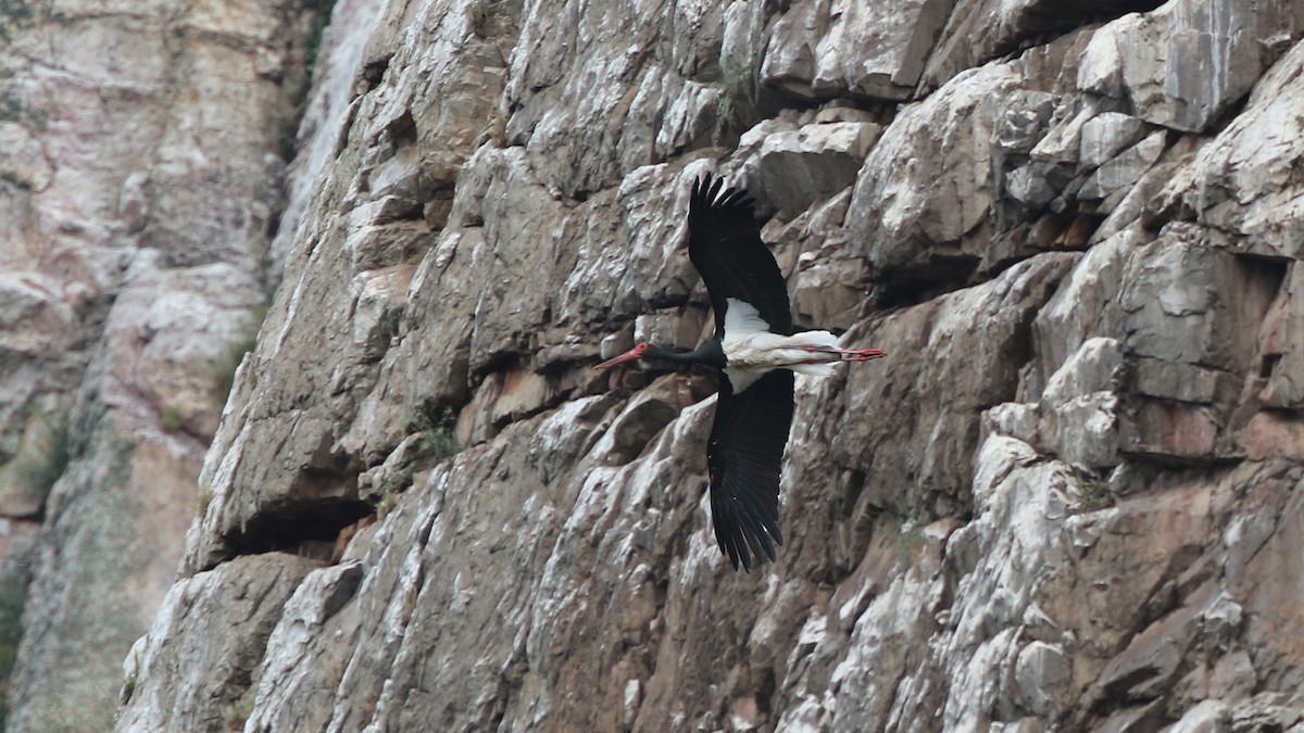 Black Stork - ML29254801