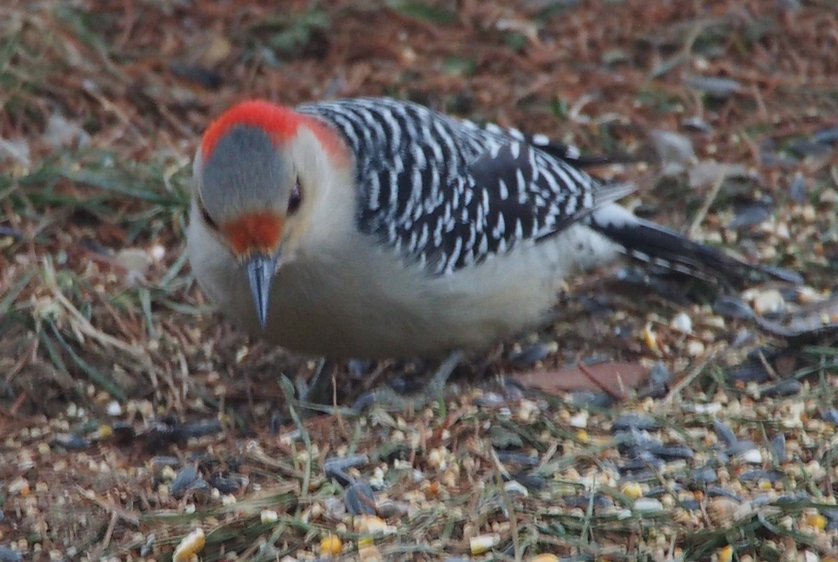 Red-bellied Woodpecker - ML292549721