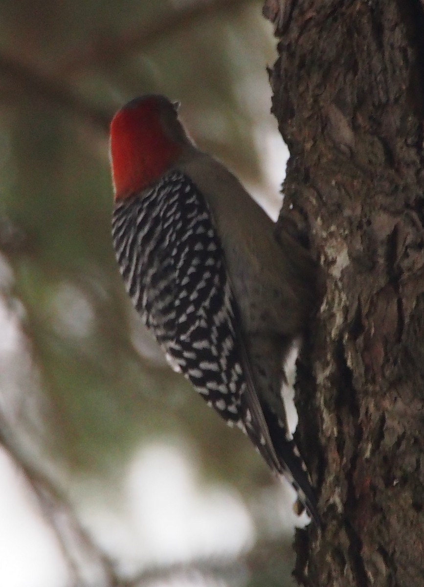 Red-bellied Woodpecker - ML292549761