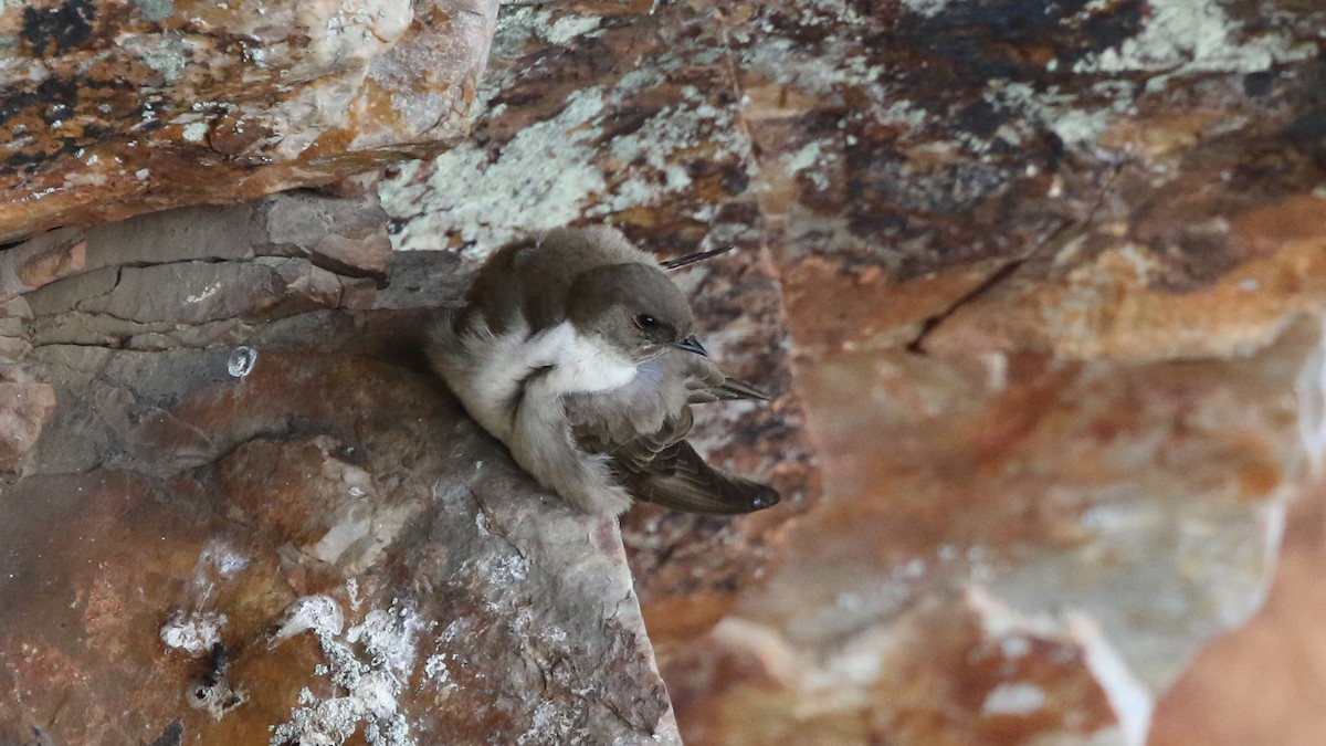 Eurasian Crag-Martin - Daniel Jauvin