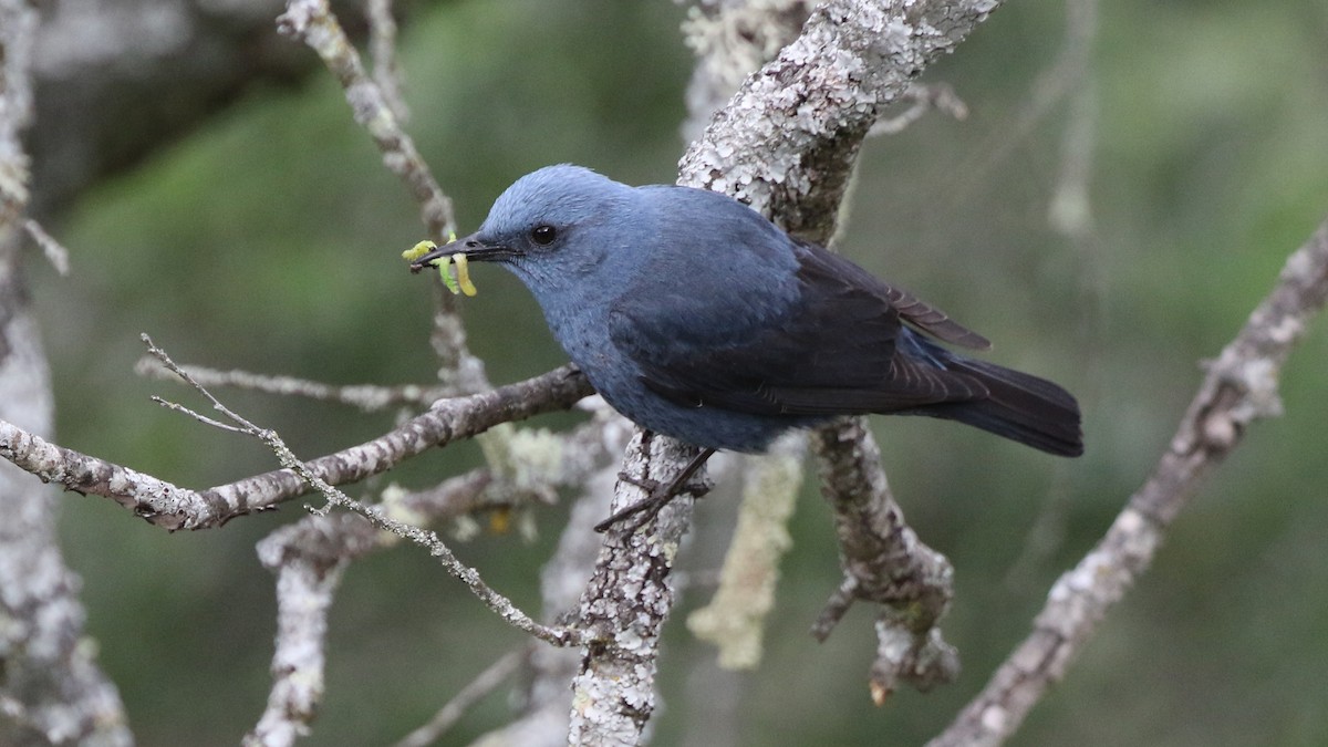 Blue Rock-Thrush - ML29255061