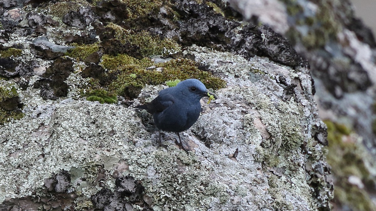 Blue Rock-Thrush - ML29255071