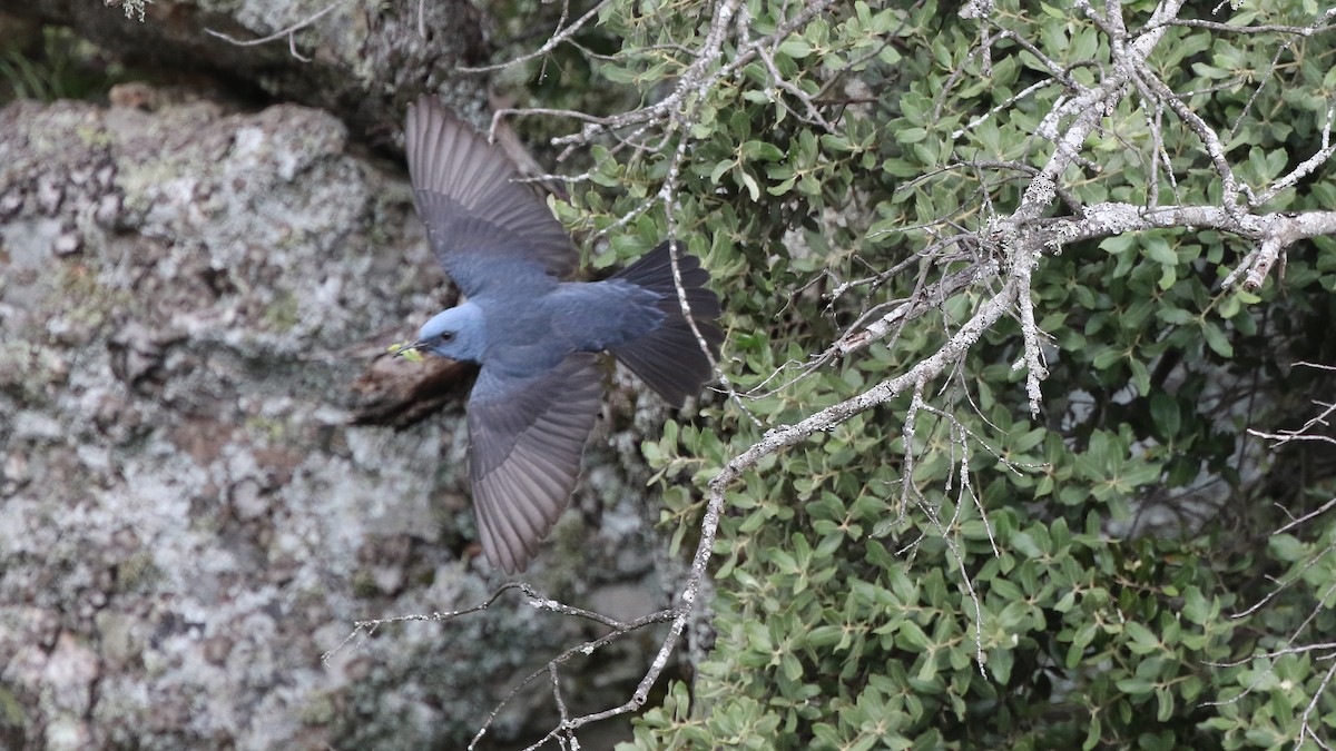 Blue Rock-Thrush - ML29255081