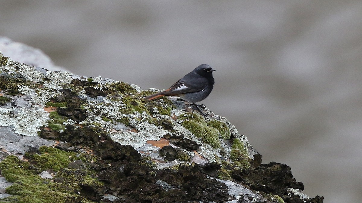 Black Redstart - ML29255091