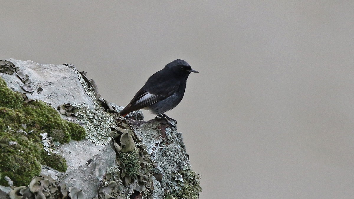 Black Redstart - ML29255101