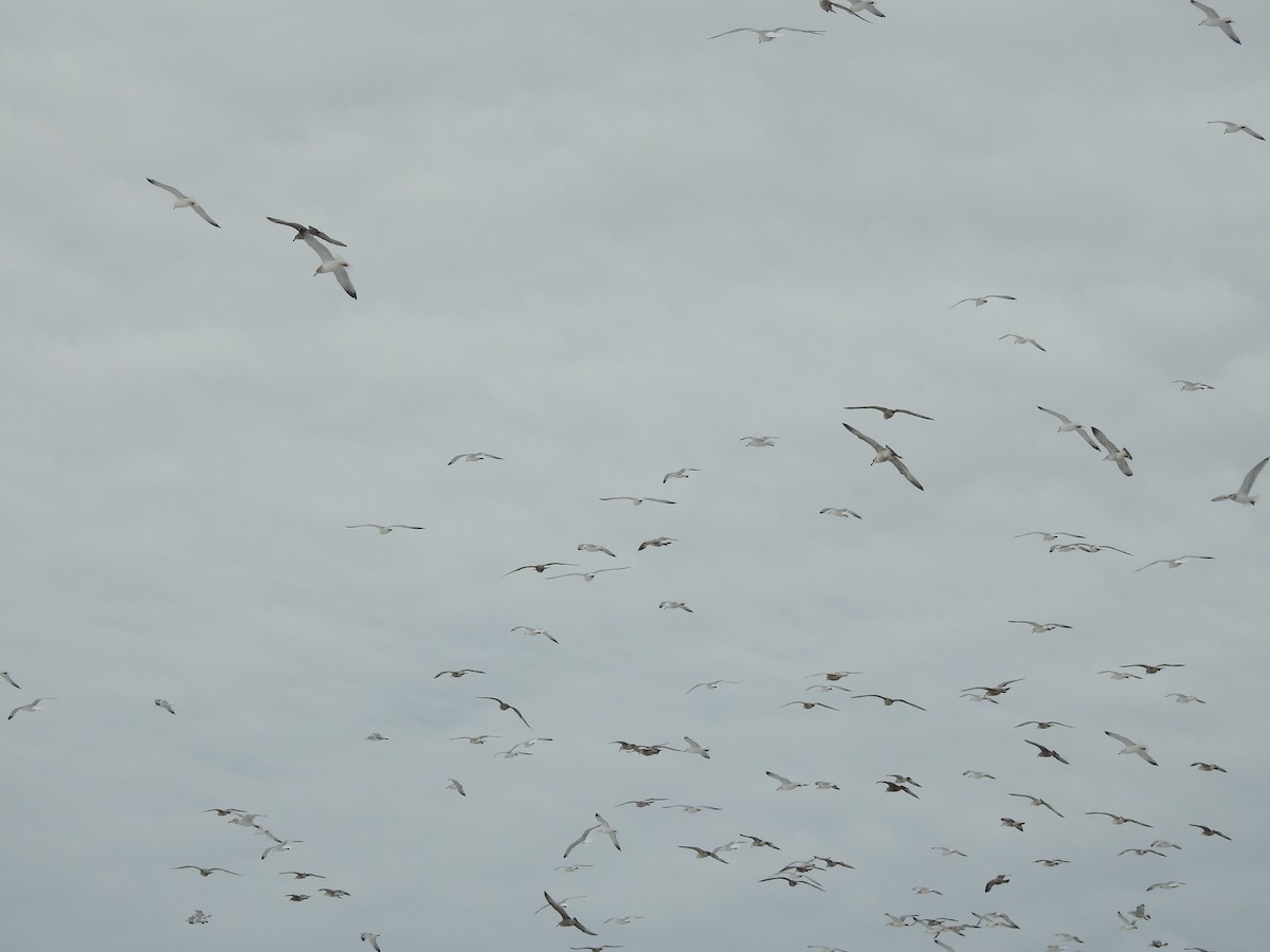 Herring Gull - ML292551081