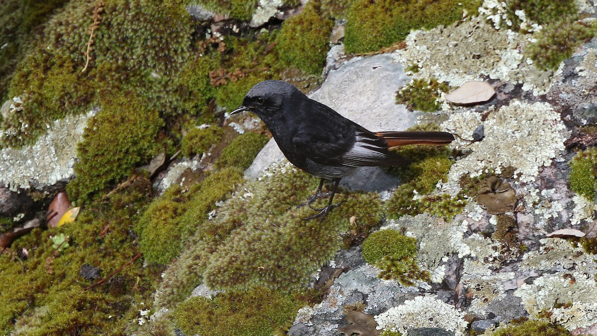 Black Redstart - ML29255111