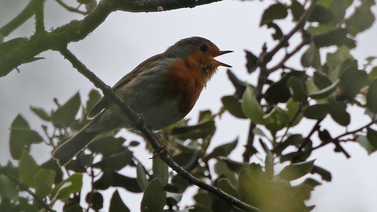 European Robin - Daniel Jauvin