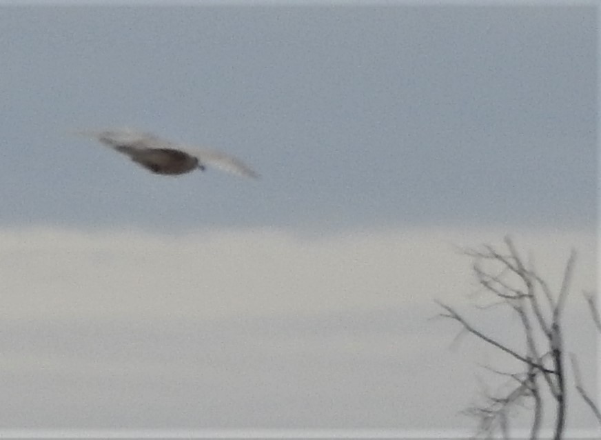 Glaucous Gull - Dave Milsom