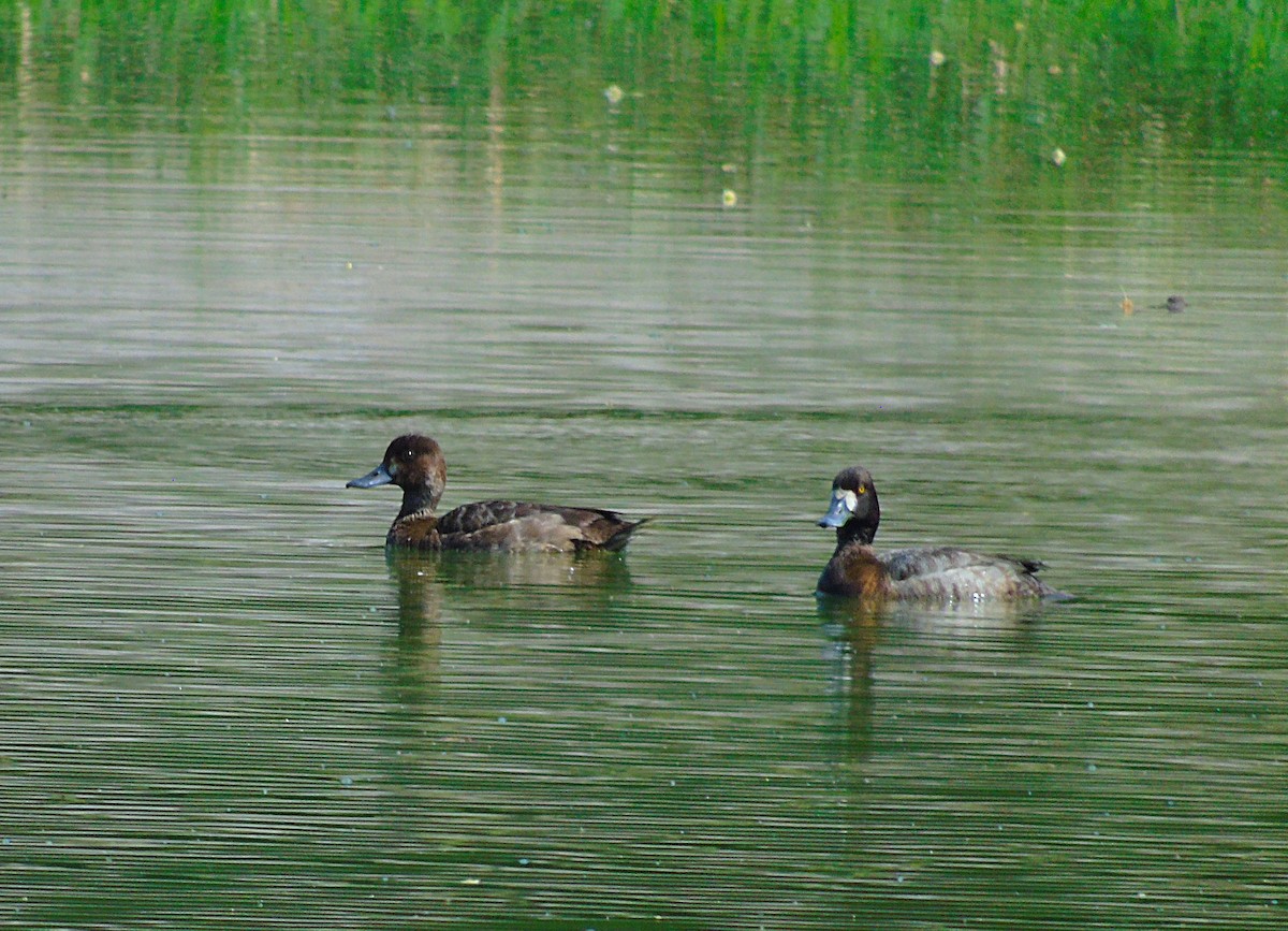 Lesser Scaup - Isaí López