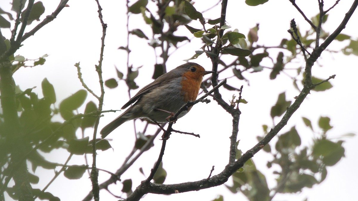 European Robin - ML29255131