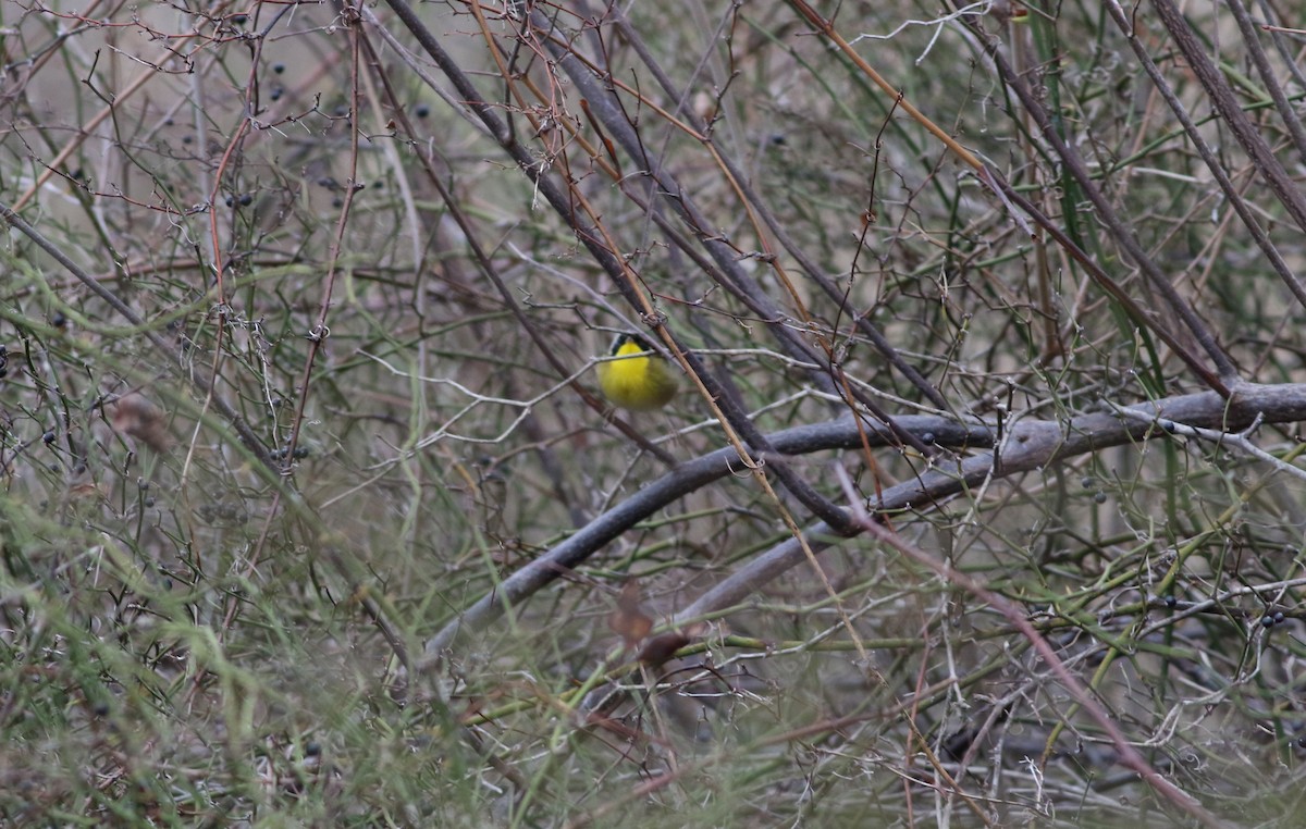 Common Yellowthroat - Dan Burton