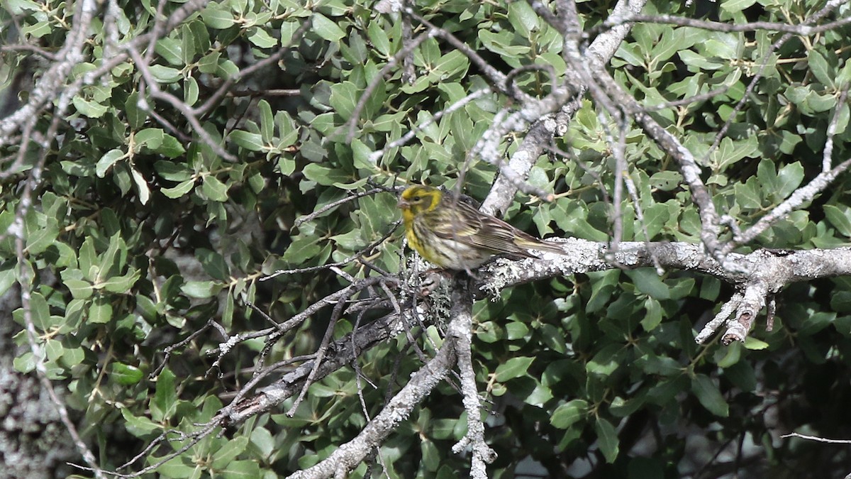 European Serin - ML29255171