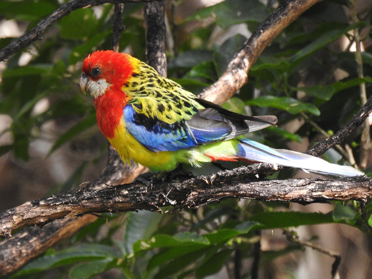 Eastern Rosella - ML292551731