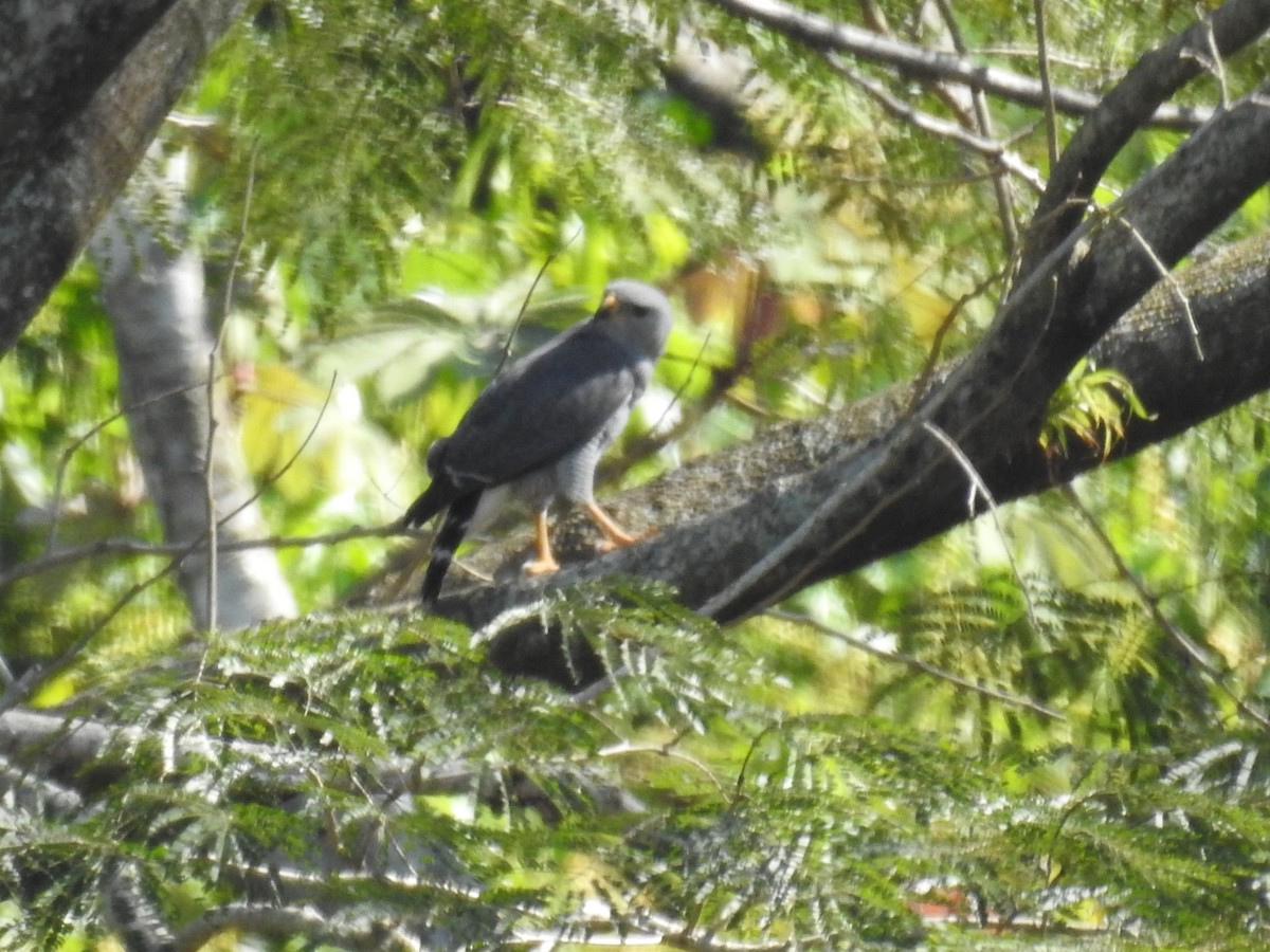 Gray Hawk - ML292551751