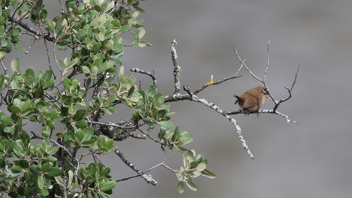 Eurasian Wren - ML29255181