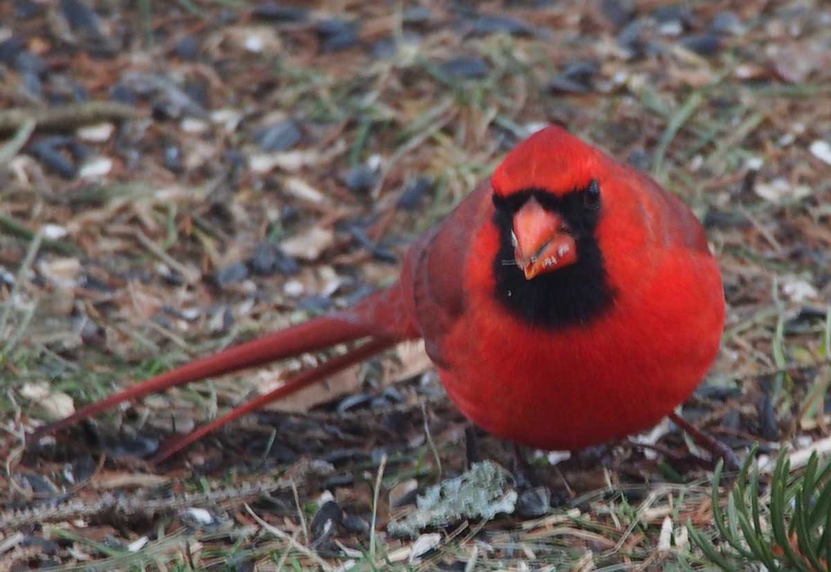 Cardinal rouge - ML292552171