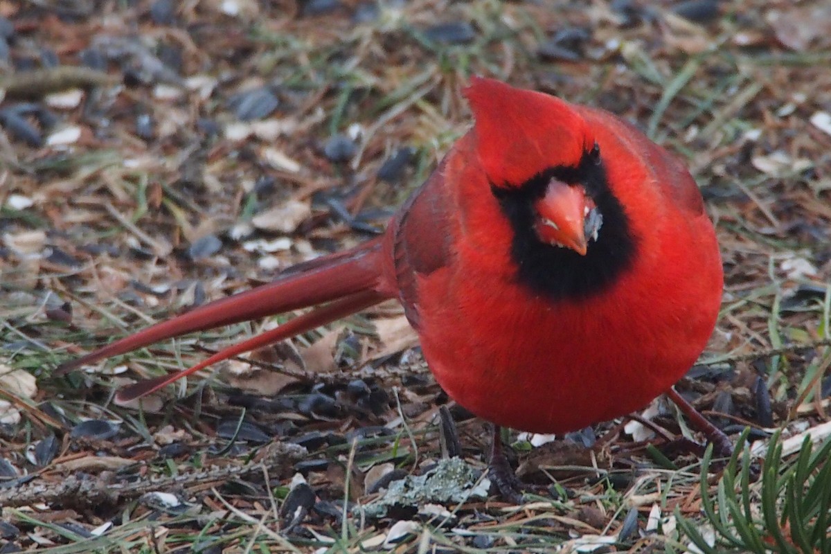 Cardinal rouge - ML292552201