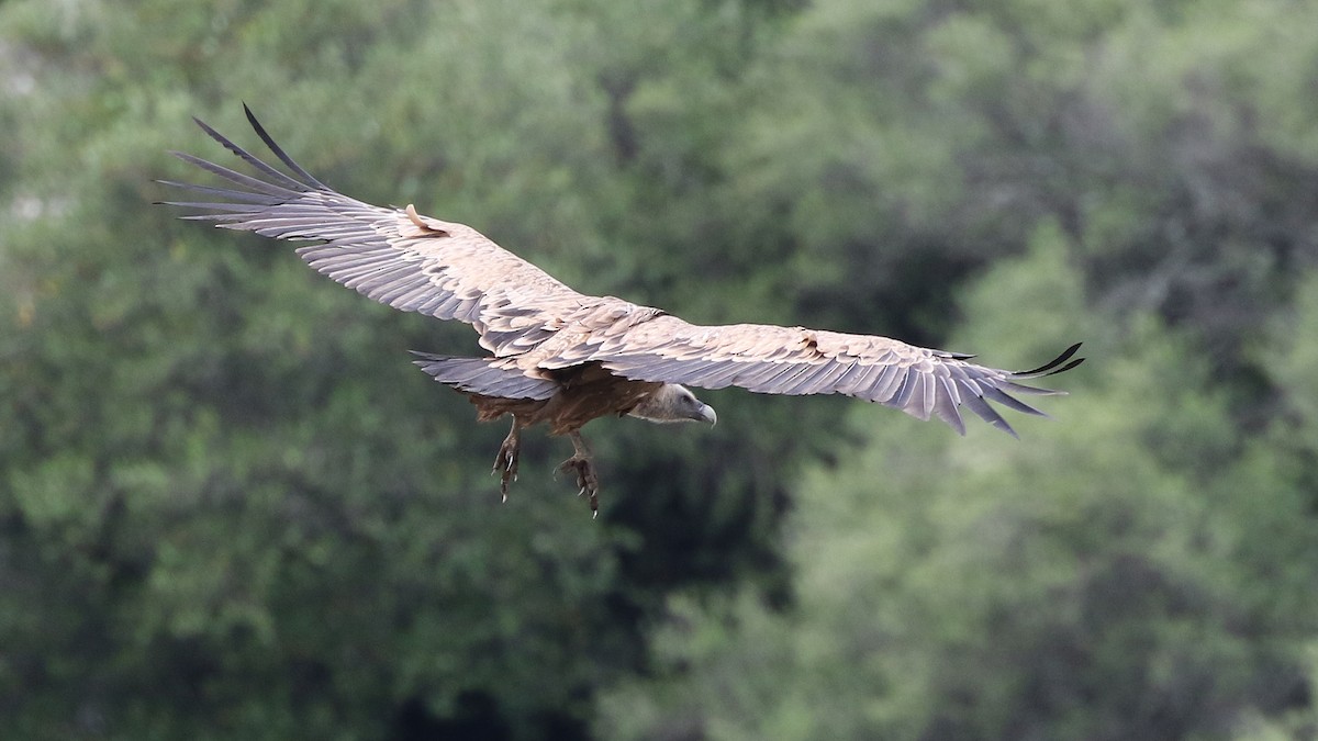 Eurasian Griffon - ML29255251