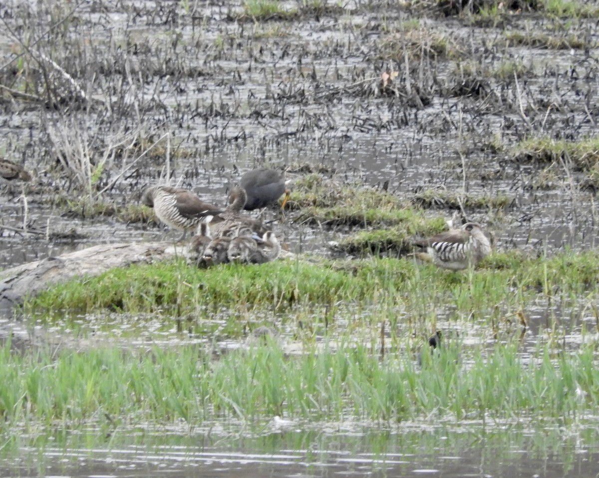 Pink-eared Duck - ML292552711