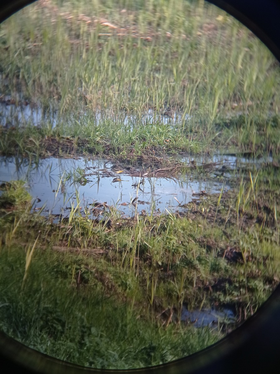 Gray Wagtail - ML292553411