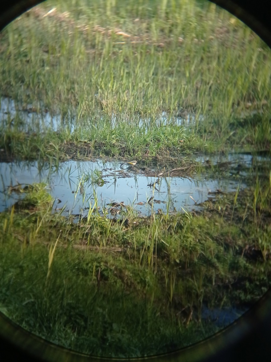 Gray Wagtail - ML292553441