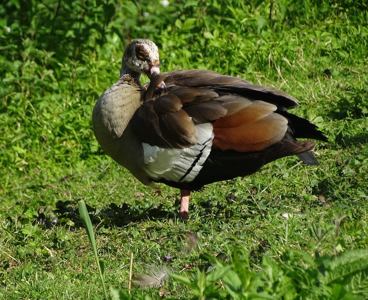 Egyptian Goose - ML29255561