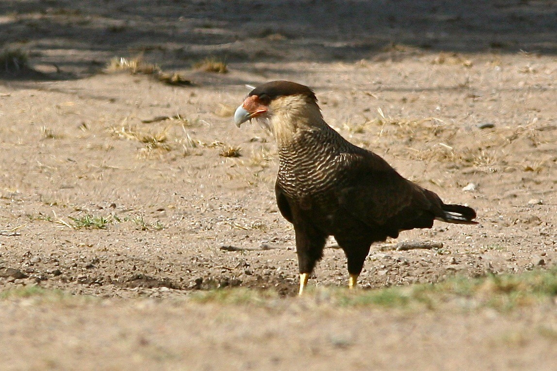 Crested Caracara (Southern) - ML292556061