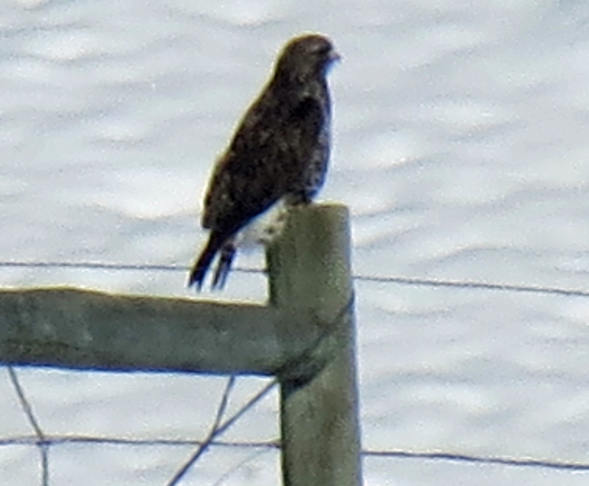 Rough-legged Hawk - ML292557671