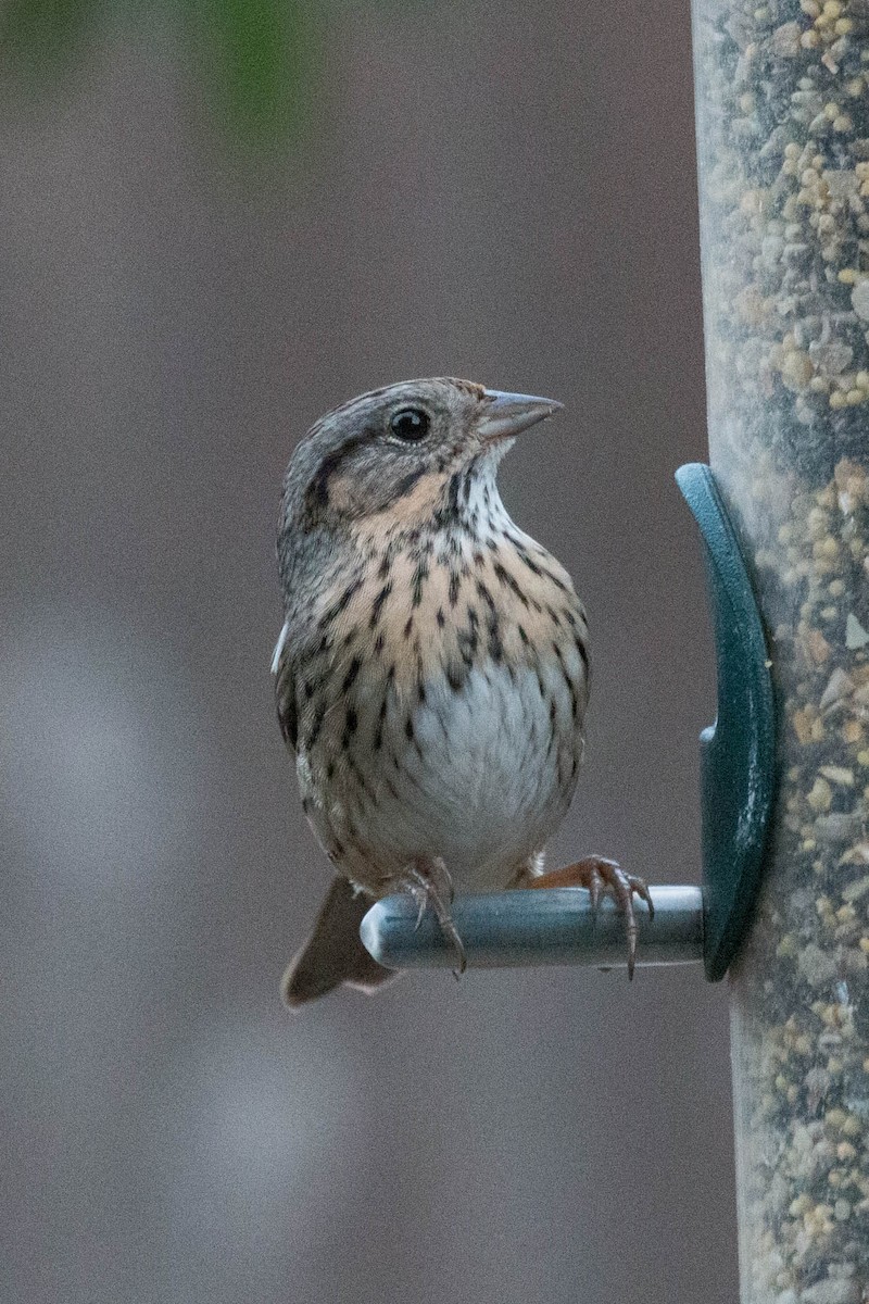 Lincoln's Sparrow - ML292558941