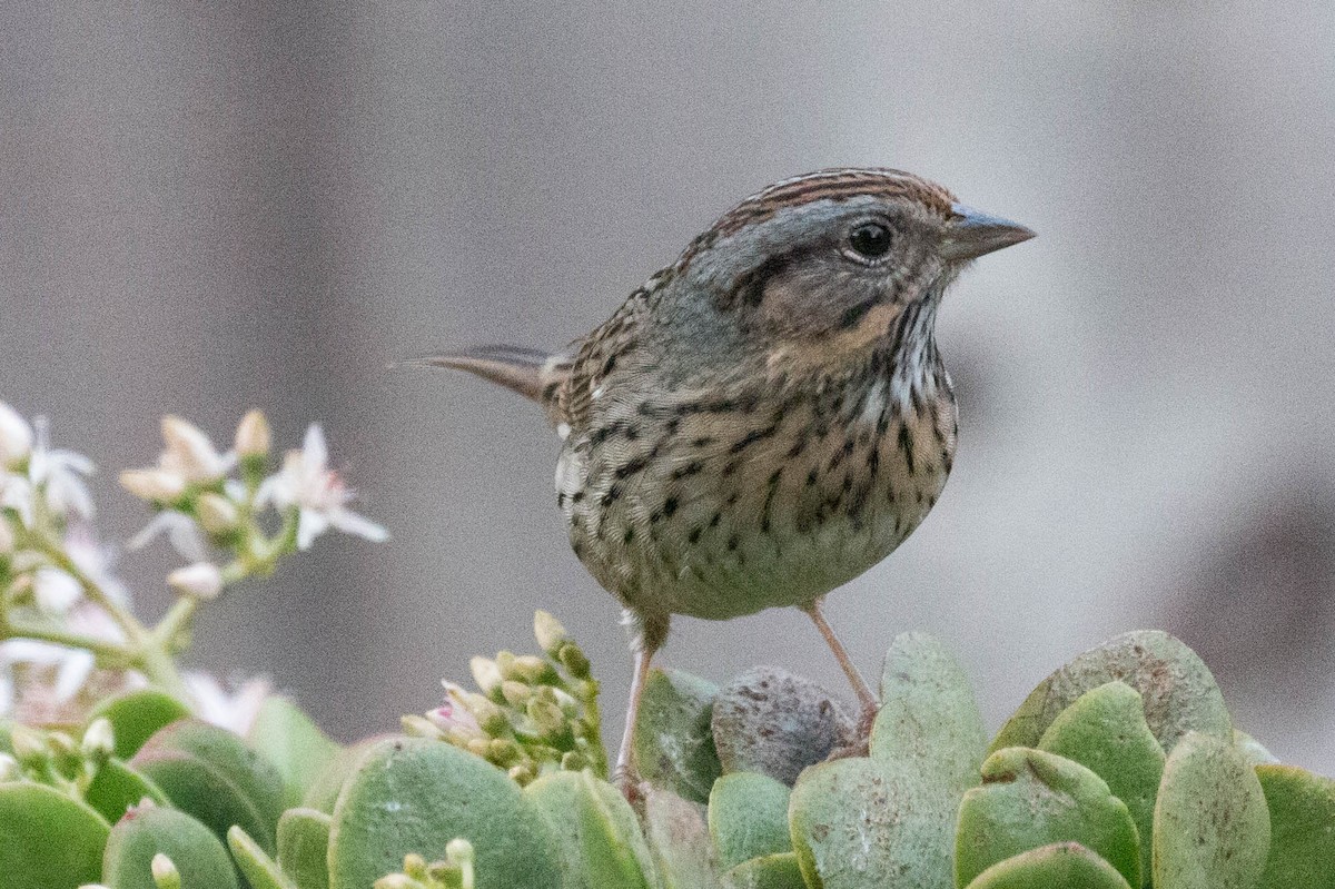 Lincoln's Sparrow - ML292558951