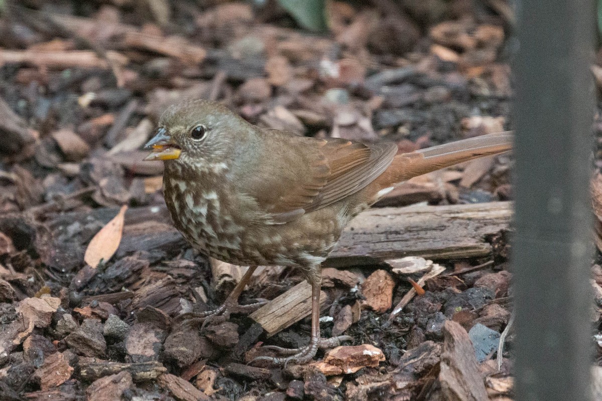 strnadec kaštanový - ML292559231