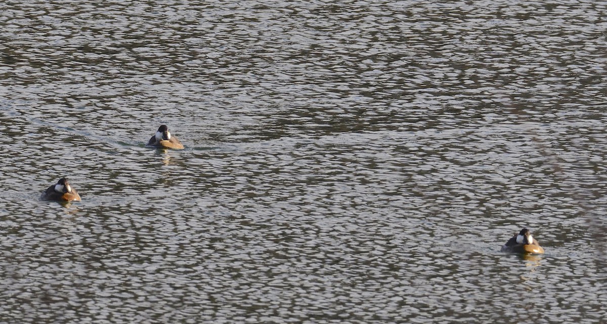 Ruddy Duck - ML292560291