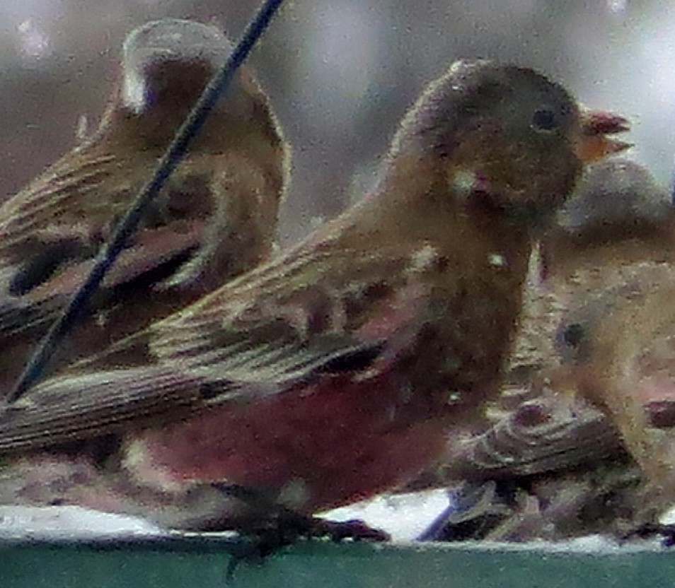 Brown-capped Rosy-Finch - ML292560771