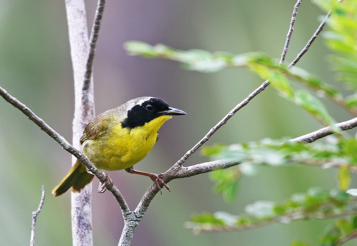 Bahama Yellowthroat - ML29256161