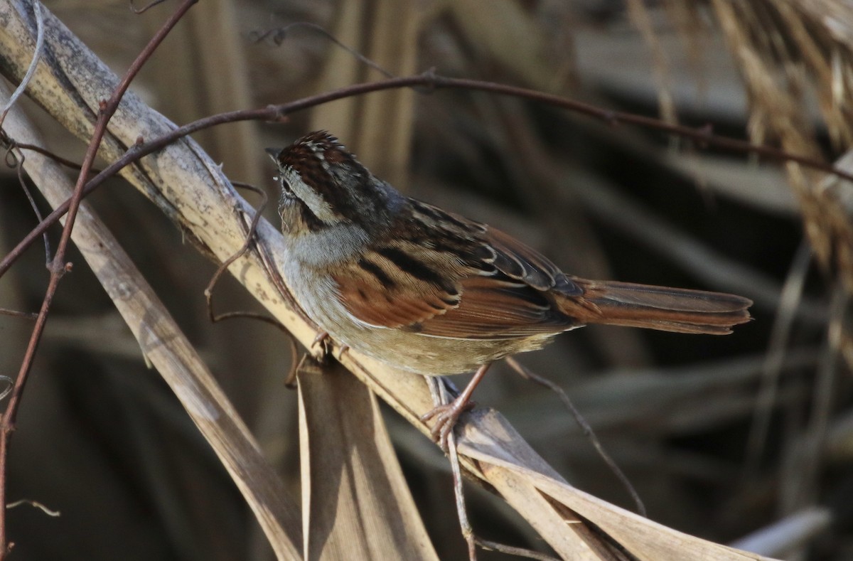 Swamp Sparrow - ML292561791