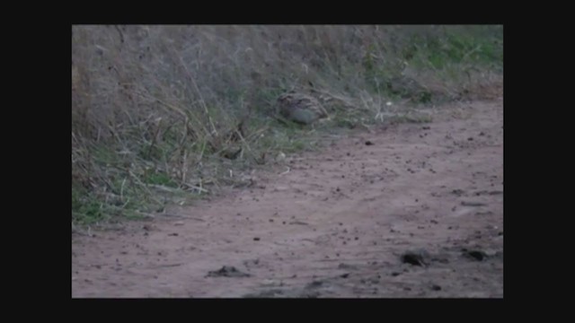 Common Quail - ML292561901